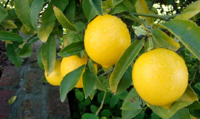 Jeruk Lemon California