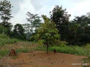 jual kebun durian dan kopi robusta di pesona alam pancaniti puncak dua bogor
