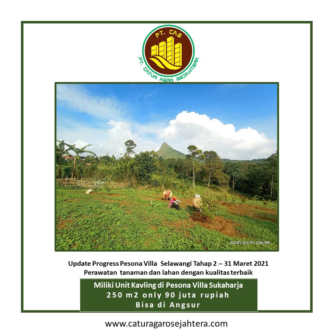 Update Perawatan lahan kebun di Pesona Villa Selawangi - Projek ke 3 PT Catur Agro Sejahtera