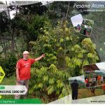 Berkebun Durian di Perkebunan Pesona Alam Pancaniti Puncak Dua Bogor Timur