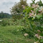 Tanah Kebun Produktif Harga Mulai 50 Juta-an di Pesona Bukit Madani Bogor Timur
