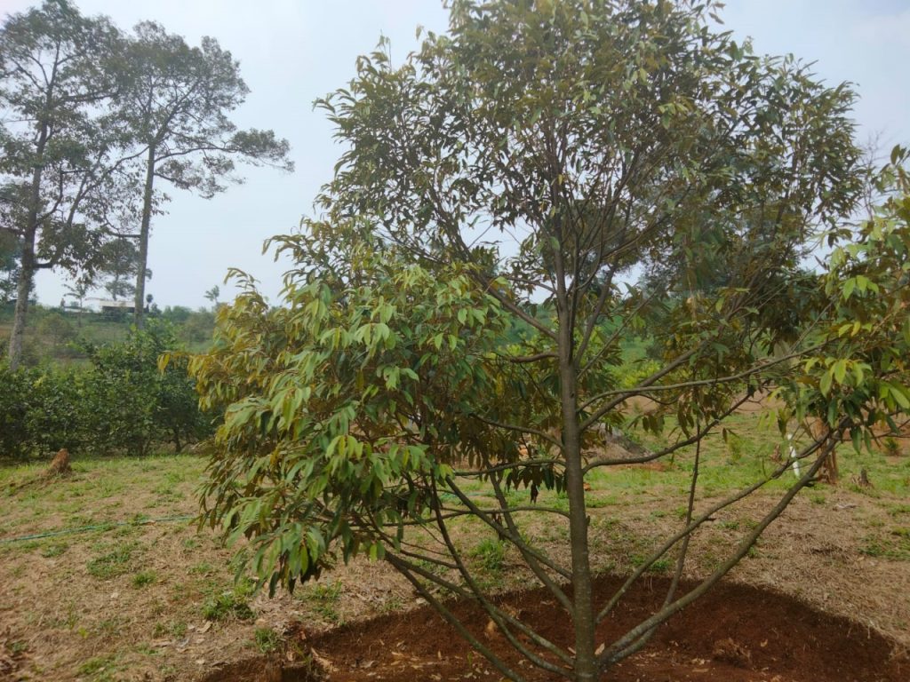 PROMO LAHAN KEBUN DURIAN – SUKAHARJA, SUKAMAKMUR, BOGOR