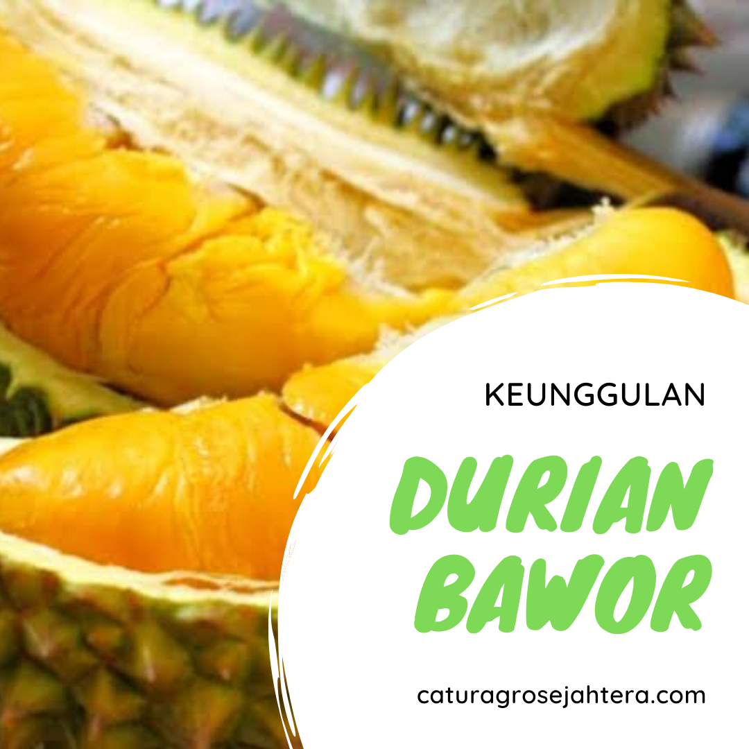 durian bawor