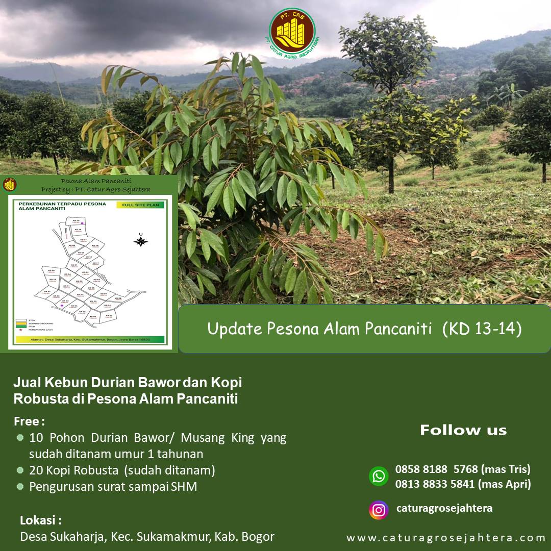 Jual Kebun Durian Bawor dan Kopi Robusta di Pesona Alam Pancaniti Bogor