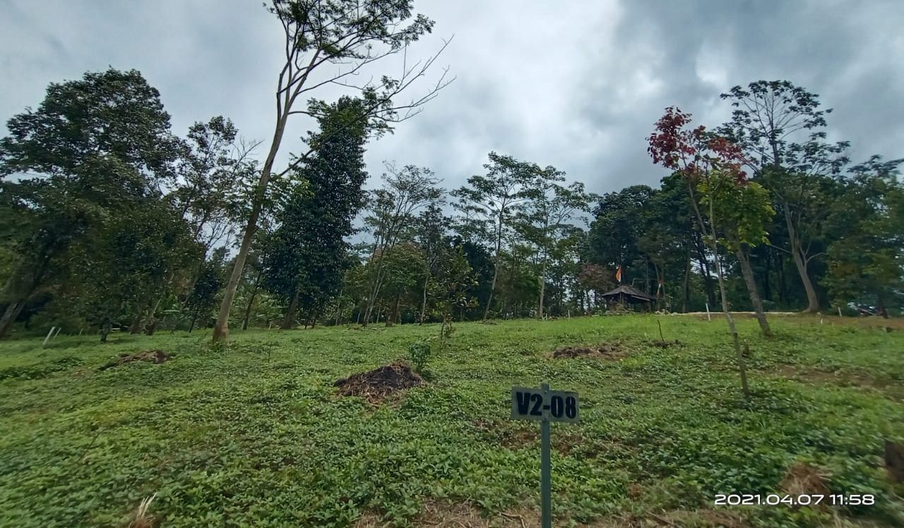 Update Kebun Durian dan Kopi Robusta Pesona Villa Sukaharja