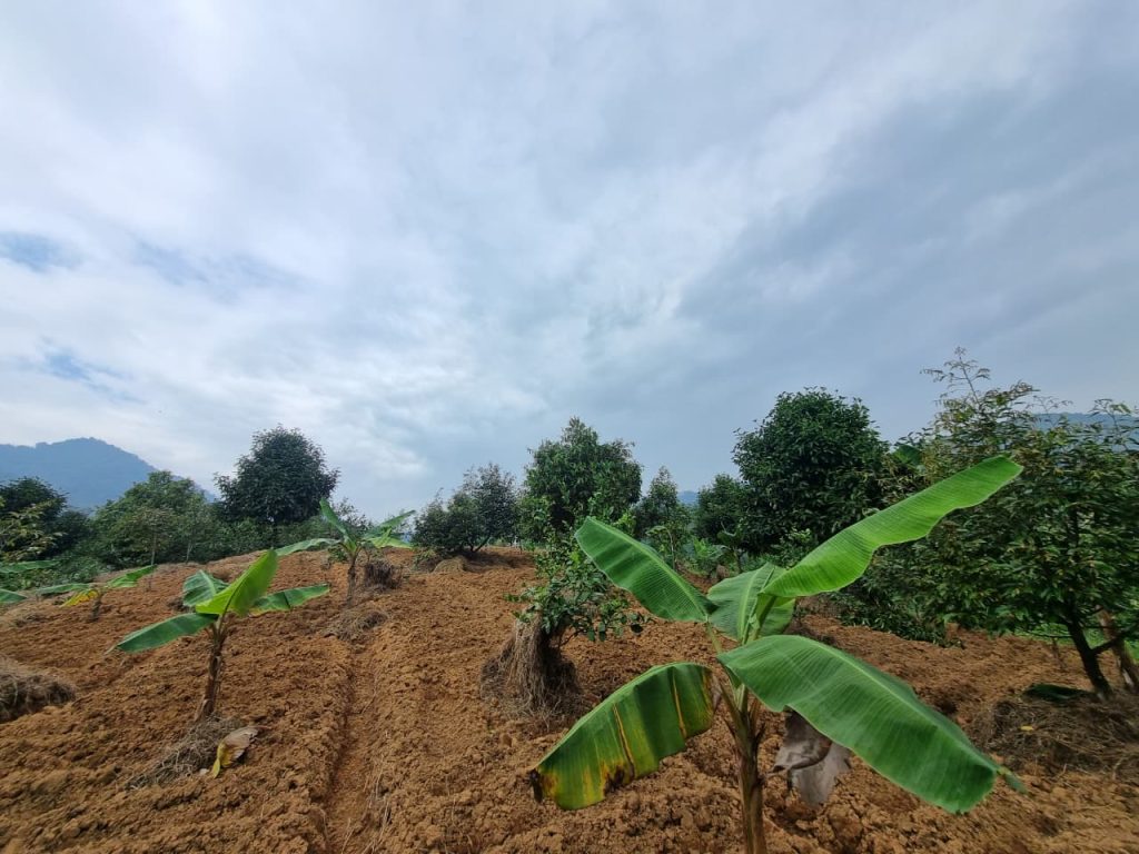 JUAL CEPAT KEBUN DURIAN, MANGGIS YANG SUBUR BISA UNTUK VILLA, SHM, VIEW SUNGAI DAN GUNUNG BATU