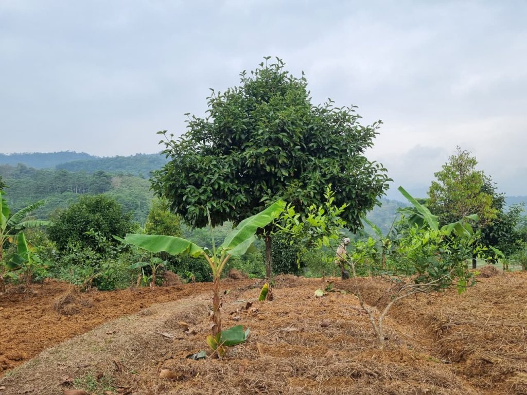 JUAL CEPAT KEBUN DURIAN, MANGGIS YANG SUBUR BISA UNTUK VILLA, SHM, VIEW SUNGAI DAN GUNUNG BATU