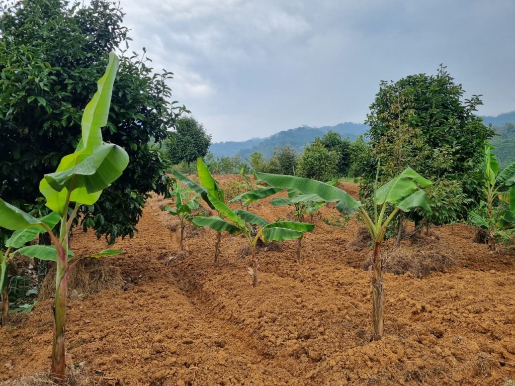 JUAL CEPAT KEBUN DURIAN, MANGGIS YANG SUBUR BISA UNTUK VILLA, SHM, VIEW SUNGAI DAN GUNUNG BATU